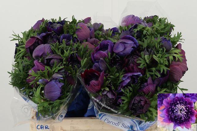 <h4>ANEM CO CARILL BLACK</h4>