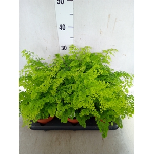 Adiantum raddi. 'Fritz-Luthi'