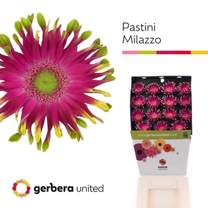 Gerbera Pastini Milazzo Diamond per kaart