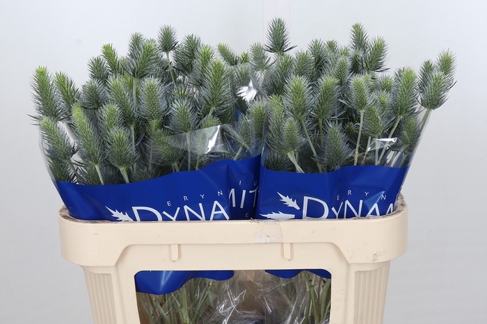 <h4>Eryngium Electric Dynamite</h4>