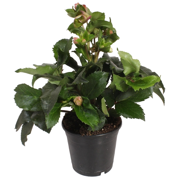 <h4>HGC Helleborus Ice N Roses Early Rose</h4>