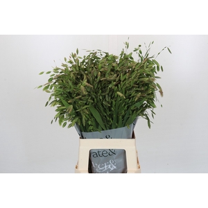 Chasmanthium Green