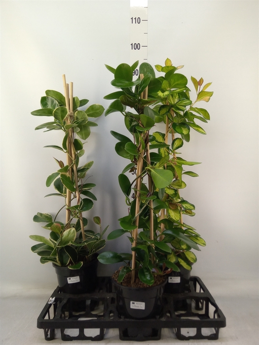 <h4>Hoya australis</h4>