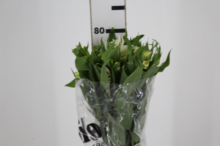 <h4>ALSTROEMERIA WHITNEY 080 CM</h4>