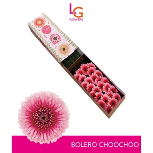 Germini Pomponi Choochoo Doos