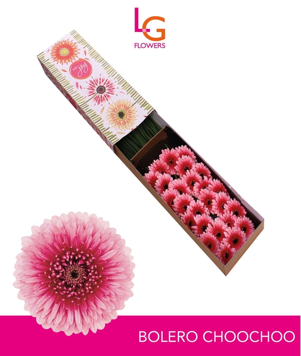 <h4>Germini Pomponi Choochoo Doos</h4>