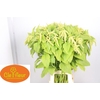 Amaranthus caudatus 'Viridis'