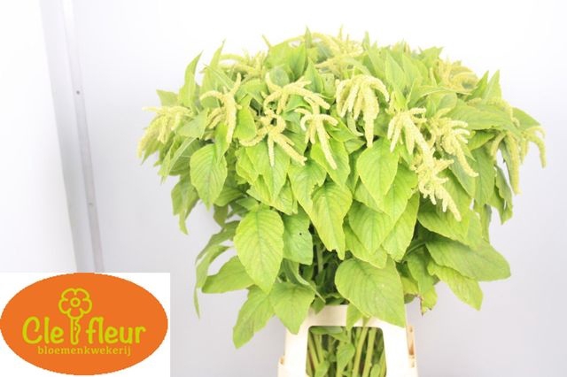 <h4>Amaranthus caudatus 'Viridis'</h4>