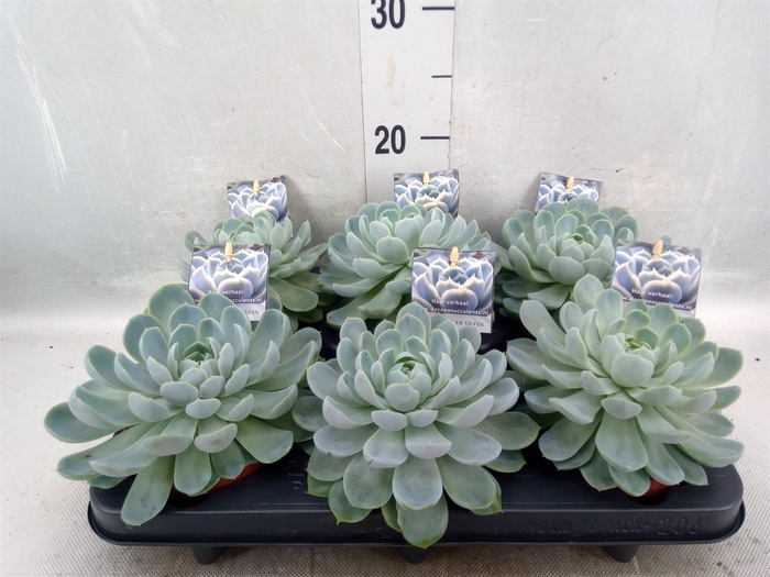 Echeveria   ...