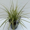 Carex 'Eversheen'