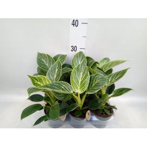Philodendron  'Birkin'