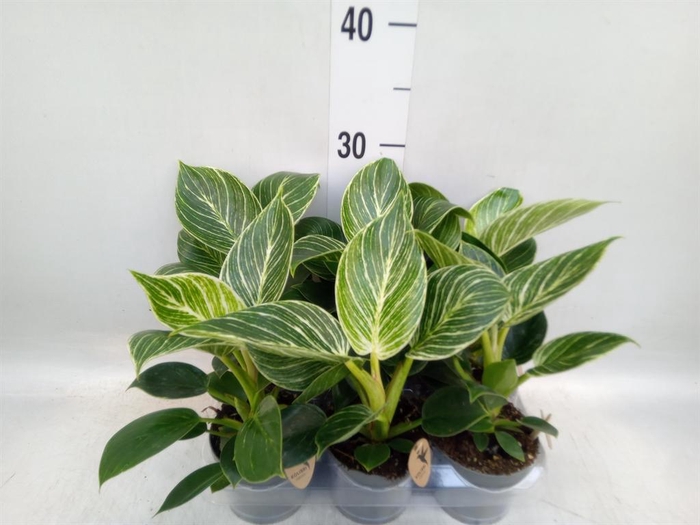 <h4>Philodendron  'Birkin'</h4>