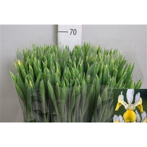 Iris Apollo