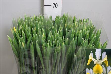 <h4>Iris Apollo</h4>