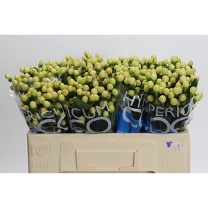 Hypericum Coco Gelato