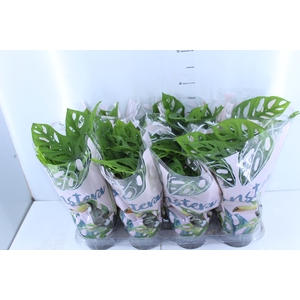 MONSTERA OBLIQUA ADANSONII P15