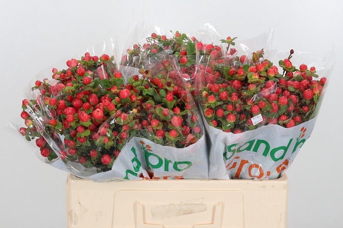 <h4>Hyp Mag Lightning</h4>