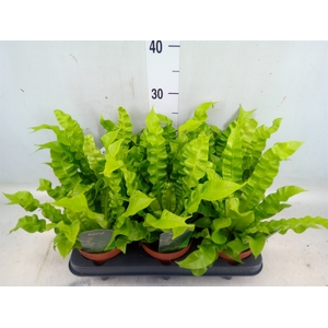 Asplenium nidus 'Crispy Wave'