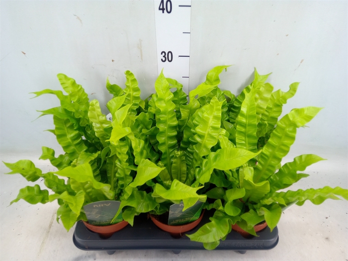 <h4>Asplenium nidus 'Crispy Wave'</h4>