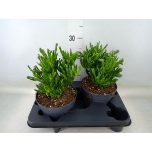 Crassula ovata 'Gollum'