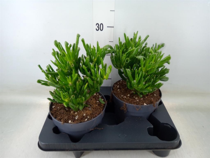 <h4>Crassula ovata 'Gollum'</h4>