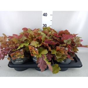 Heuchera   ...