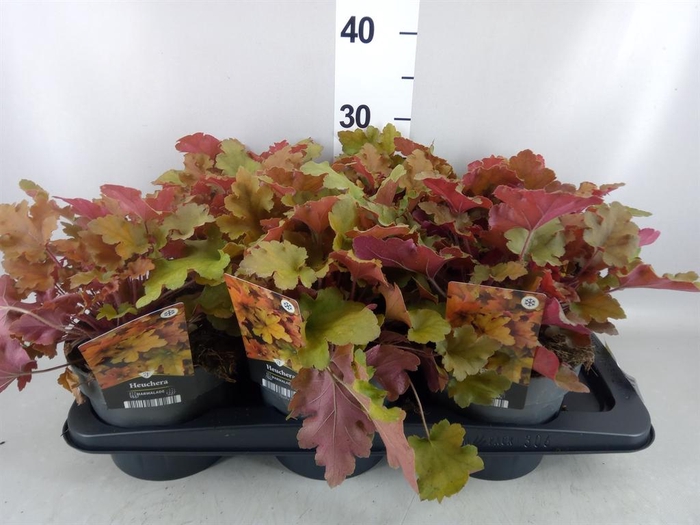 <h4>Heuchera   ...</h4>