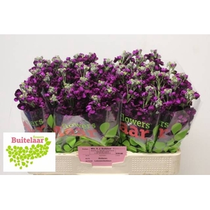 MATTH ANYT PURPLE