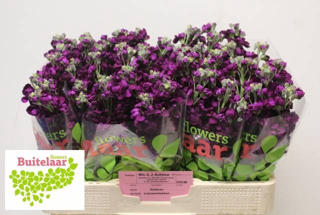 <h4>MATTH ANYT PURPLE</h4>