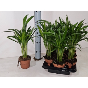 DYPSIS LUTESCENS