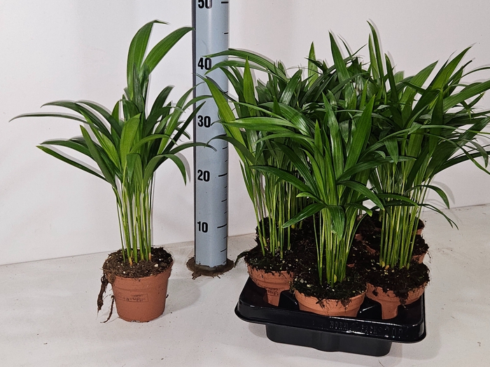 <h4>DYPSIS LUTESCENS</h4>