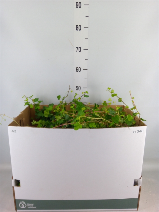 <h4>Hedera helix   ...</h4>