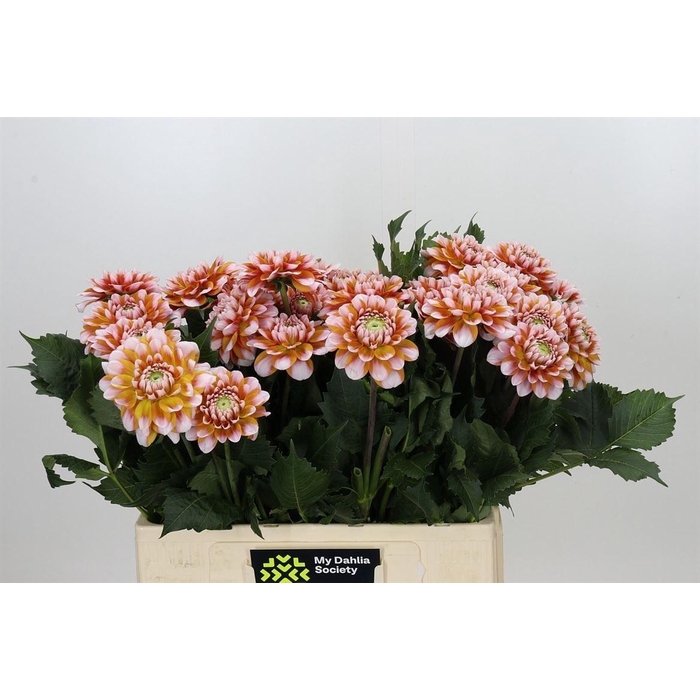<h4>Dahlia Tangarine Dream</h4>