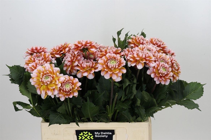 Dahlia Tangarine Dream