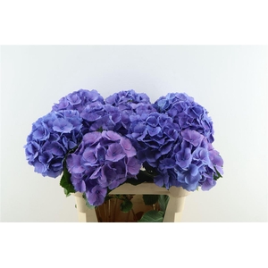 Hydr M Elbtal Blue 80-22