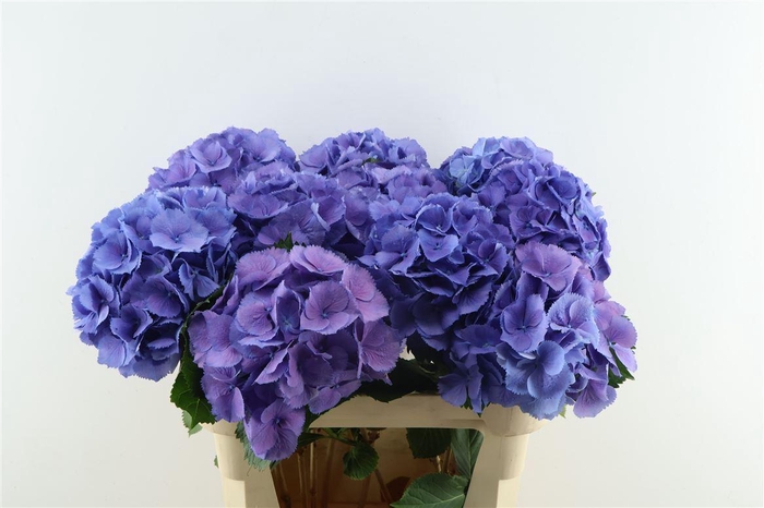 <h4>Hydr M Elbtal Blue 80-22</h4>