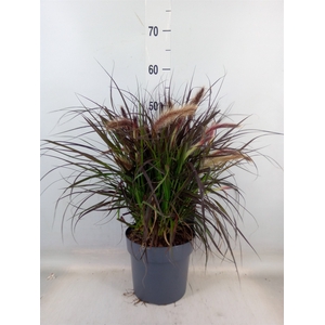 Pennisetum advena 'Tiny Tails'