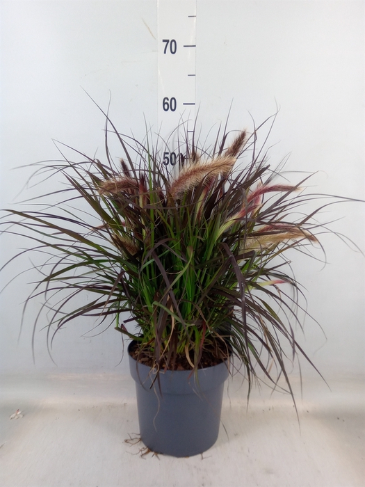 <h4>Pennisetum advena 'Tiny Tails'</h4>