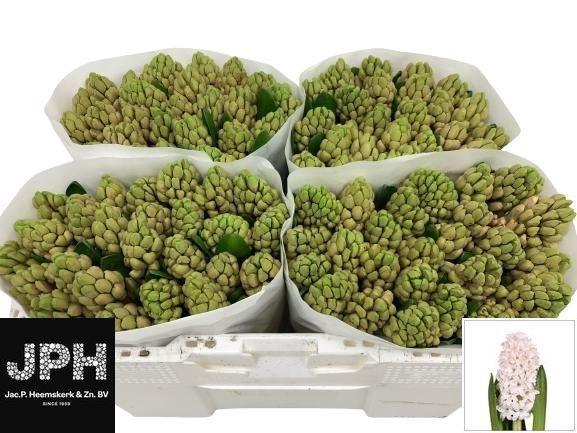 <h4>HYAC CHINA PINK</h4>