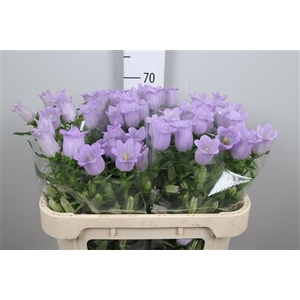 Camp M Champion Lavender