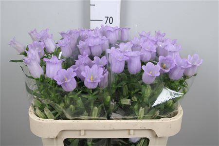 <h4>Camp M Champion Lavender</h4>