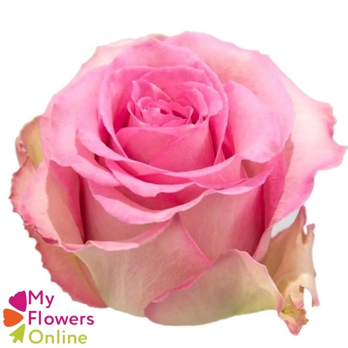 <h4>R Gr Sweet Unique Bicolor 50cm EC</h4>