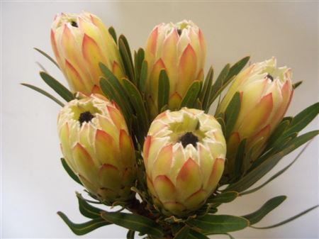 Protea White Night