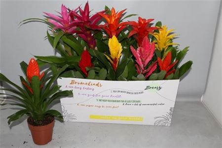 <h4>Bromelia Gem 6 Srt</h4>