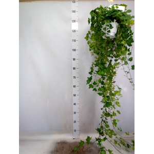 Hedera helix 'Wonder'