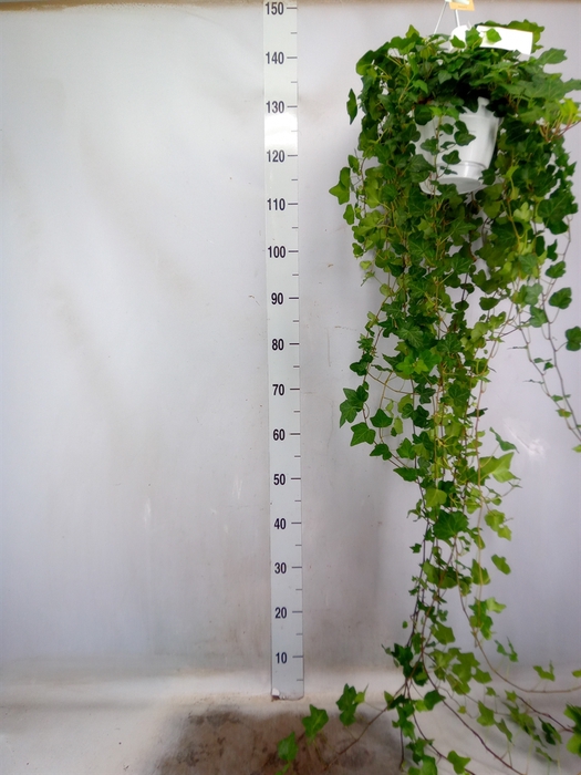 <h4>Hedera helix 'Wonder'</h4>
