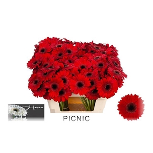 GE MI PICNIC