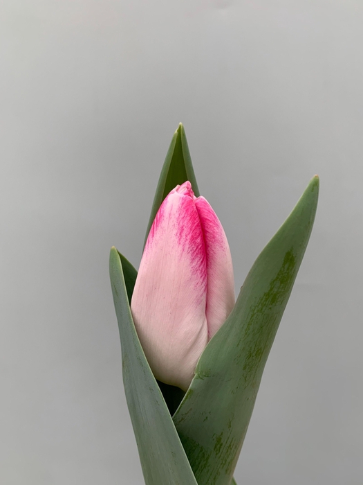 <h4>Tu En London Breed</h4>