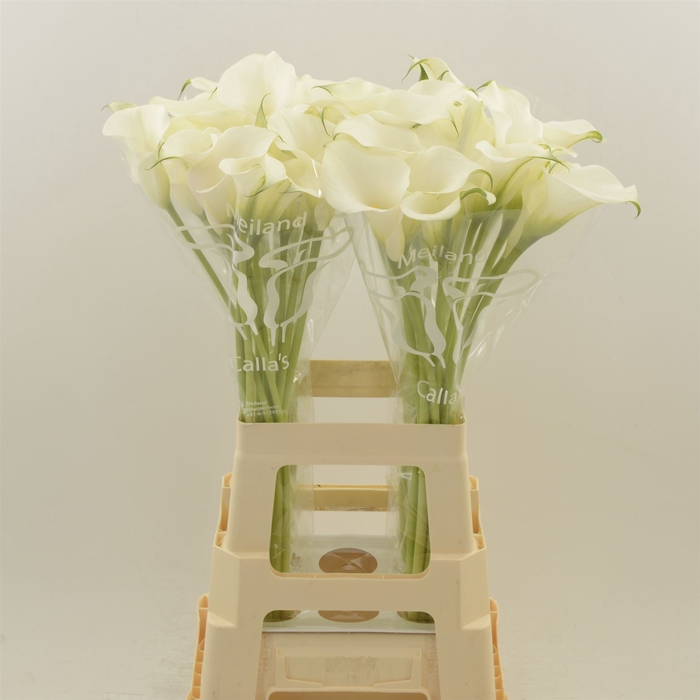<h4>Calla Ventura | XXL</h4>