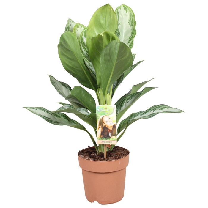 <h4>Aglaonema GB 'Silver Bay'</h4>